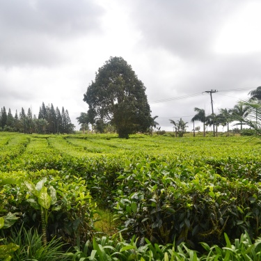Piantagione e fabbrica del tè - Mauritius